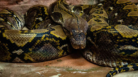 VIDEO: Encuentran a una pitón atascada bajo un tejado tras tragarse a un conejo vivo en Tailandia 