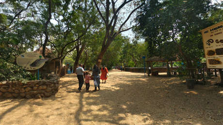 'La música amansa (y mata) a las fieras': Muere un raro cocodrilo por las ruidosas fiestas de sus 'vecinos'