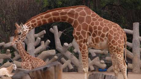 El 'bautizo' de una jirafa bebé desata la creatividad en Ciudad de México