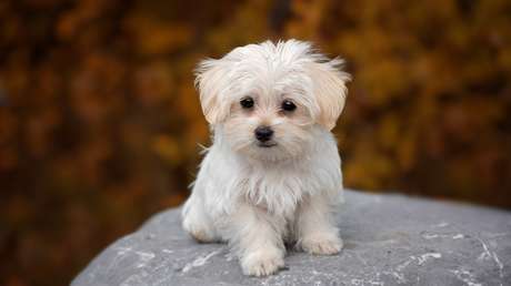 "¡Más policías así por favor!": Un oficial mexicano salva a un perrito en una carretera (VIDEO) 