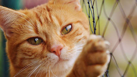 ¿Su gato no le hace ningún caso cuando lo llama? Será que no le interesa, porque lo entiende todo