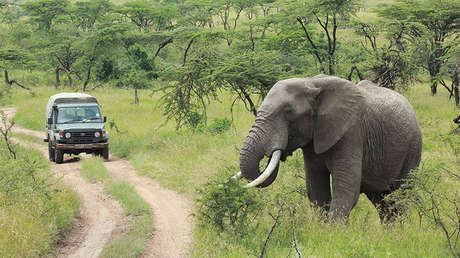 Solo quedó el cráneo: Un elefante aplasta a un cazador furtivo y los leones se comen su cadáver