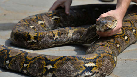 FOTO: Capturan una gigantesca pitón de más de 63 kilos que incubaba 73 huevos