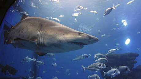 FOTO: Mujer es mordida por un tiburón mientras tomaba clases de buceo