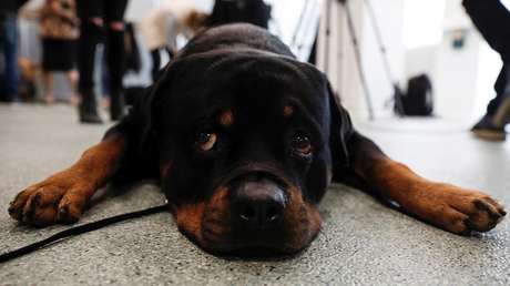 FOTOS: Un perro fiel se niega a abandonar el cuerpo de su dueño, arrollado por un tren