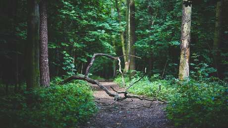 VIDEO: Una chica pide socorro en un vecindario de Texas y luego desaparece en el bosque