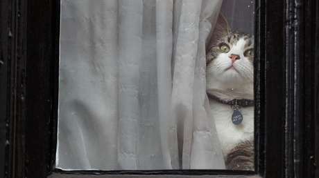 "Historias demenciales": WikiLeaks responde a la sugerencia de Ecuador de que Assange usó su gato para espiar