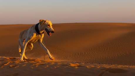 FOTOS, VIDEOS: Un perro corre una carrera de 250 kilómetros en el Sahara y se gana la simpatía de la Red