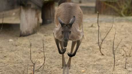 Un canguro arruina una sesión de fotos y hace huir a varias modelos en bikini (VIDEO)