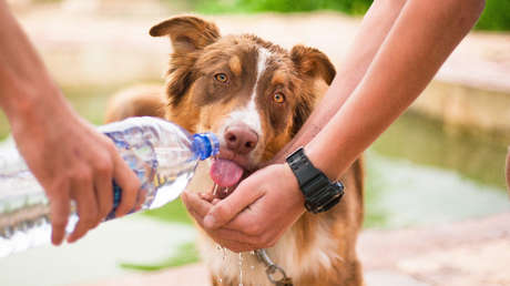 FOTOS: Rescatan un perro en alta mar a 220 kilómetros de las costas de Tailandia