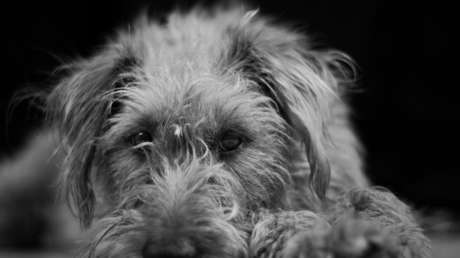 Rusia: Un perro al que dieron por muerto y enterraron 'resucita' de su tumba y se reúne con sus dueños (FOTOS)