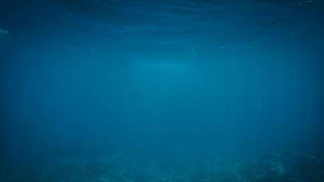 VIDEO, FOTO: Hallan en una fosa oceánica una criatura parecida a un globo con cuerda