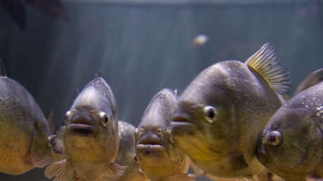 Hallan dos pirañas muertas en un lago en que desaparecen patos en el Reino Unido (FOTOS)
