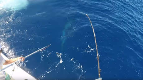 El momento exacto de la captura de un monstruoso pez espada de 343 kilos (VIDEO)