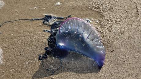 Alertan sobre la muerte de especies de otros hábitats en las costas de California (FOTOS)