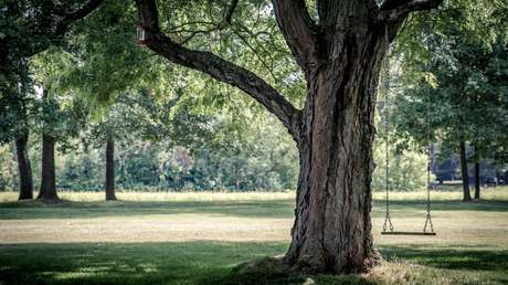 España: Un árbol gigante casi aplasta a una multitud durante una tradicional celebración (VIDEO)