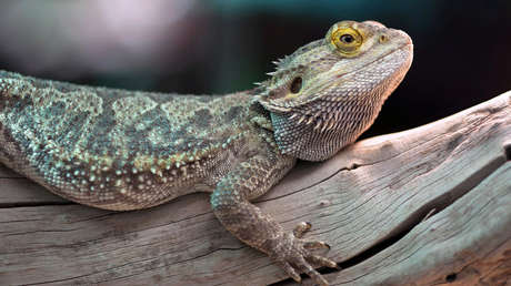 Someten a unos lagartos una dieta a base de apio y desmienten un mito sobre la alimentación sana