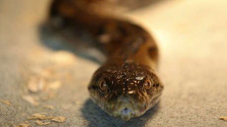 VIDEO: Una pitón de alfombra fulmina a una lechuza en Australia