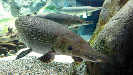 FOTO: Capturan un monstruoso pejelagarto de 77 kilos en EE.UU.