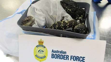 FOTOS: Detienen a una japonesa en un aeropuerto por tratar de contrabandear 19 lagartijas en su maleta