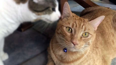 Las cenizas del gato 'Pikachu' serán las primeras en hacer un viaje espacial