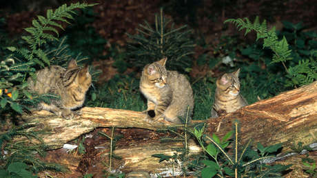 Australia sigue adelante con el exterminio de gatos salvajes, ahora con salchichas envenenadas