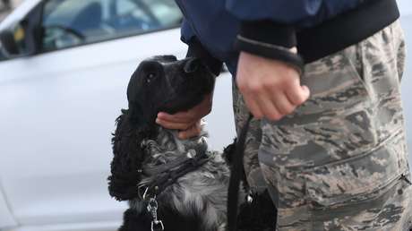 Perritos terapéuticos: Aeropuerto ruso encuentra una tierna manera de lidiar con la aerofobia de sus pasajeros