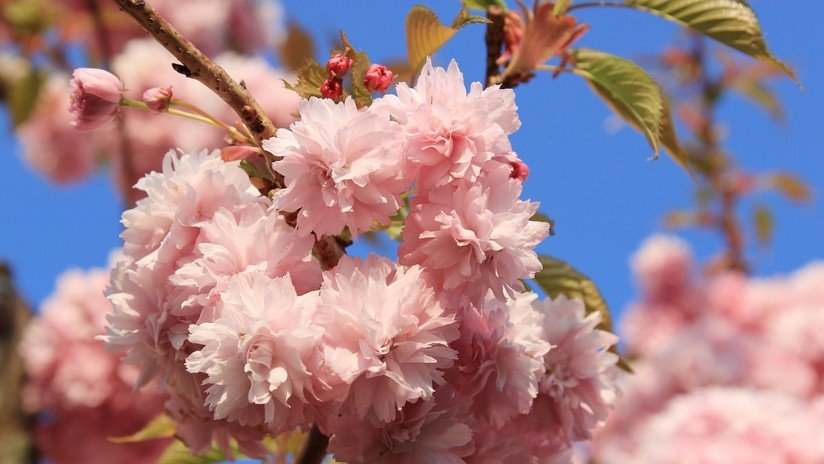 Plantas con flores y ausencia de dinosaurios: Explican cómo ocurrió el auge de los mamíferos