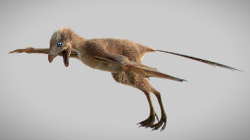 VIDEO: Descubren en China una especie de dinosaurio que volaba con alas de murciélago