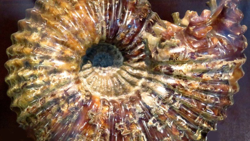 FOTOS: Descubren por primera vez una amonita de 99 millones de años fosilizada en ámbar 