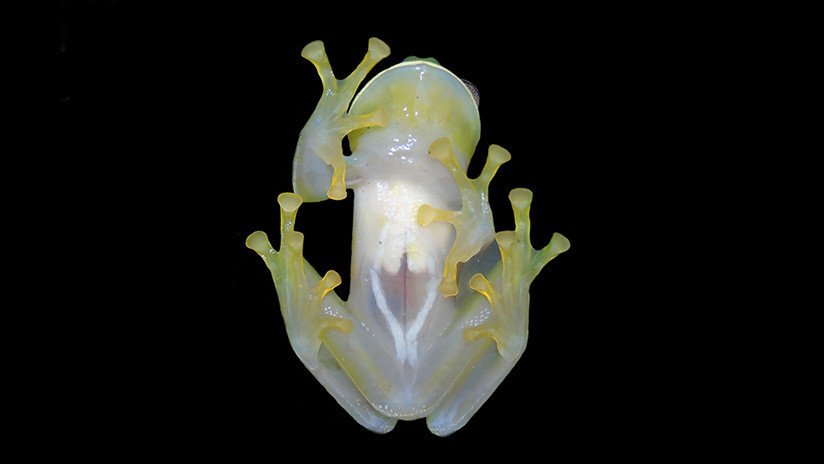 Colombia: Hallan una nueva especie de rana de cristal 