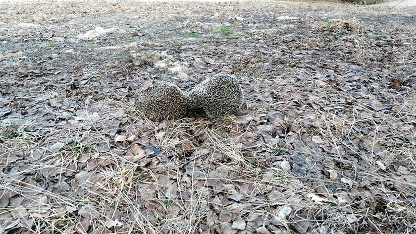 FOTO: Una pareja de erizos 'sella su amor' con un beso en Rusia