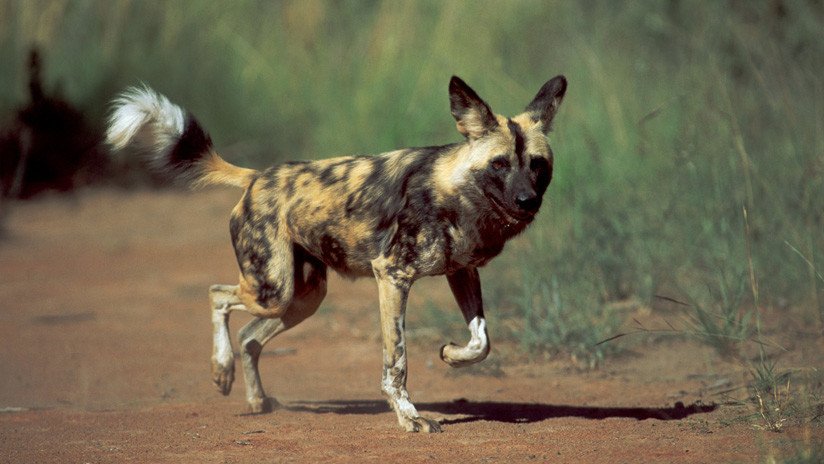 VIDEO: Un astuto perro salvaje finge estar muerto y huye de la boca de una leona