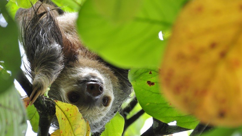 VIDEO: Un perezoso dirige un tierno gesto al hombre que le salvó de morir atropellado