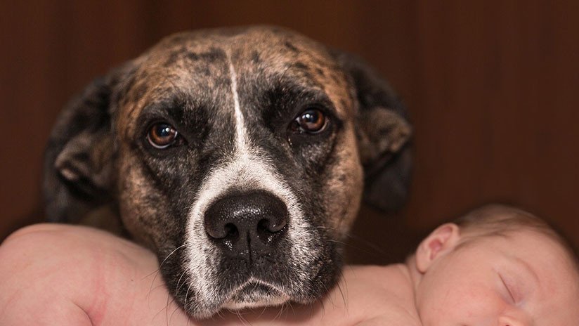 Un perro cojo salva la vida de un recién nacido enterrado vivo por su madre adolescente en Tailandia