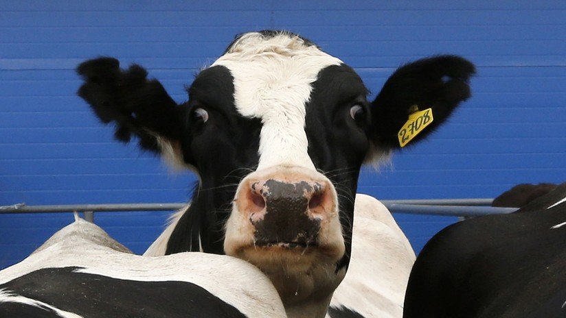 VIDEO: Captan a un hombre que pasea a una vaca en motocicleta