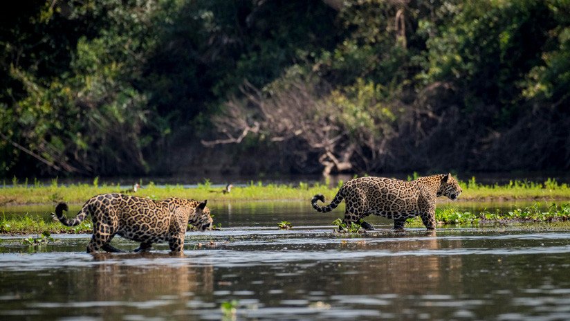 Los 10 países del mundo con más especies animales en peligro de extinción (y México es el primero)