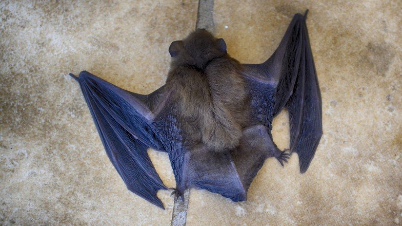 Un murciélago escondido en la funda de un iPad muerde a un hombre y lo contagia de rabia