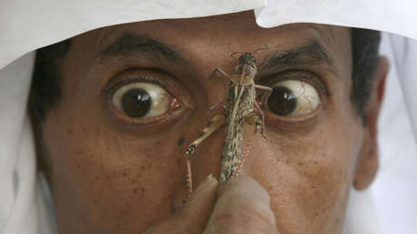 VIDEOS: Millones de langostas invaden una ciudad de Arabia Saudita