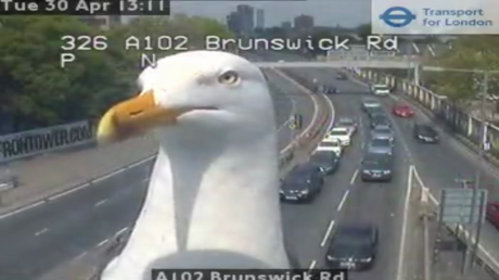 Londres: Gaviotas arruinan una grabación del tráfico y se vuelven virales (FOTOS, VIDEO)