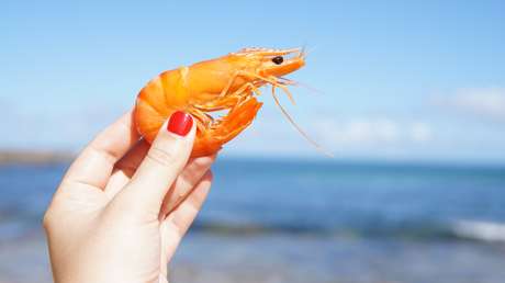 "Riesgo para la vida silvestre": Hallan restos de cocaína en gambas en una zona rural de Reino Unido