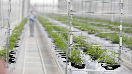 López Obrador plantea quitar la prohibición de drogas en México