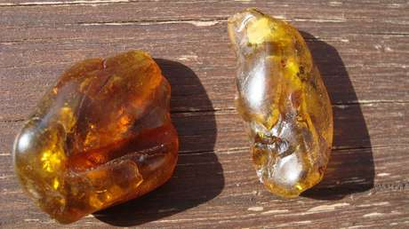 "Enanos bajo las patas de dinosaurios": Hallan una nueva especie de milpiés en un ámbar de 99 millones de años (FOTOS)