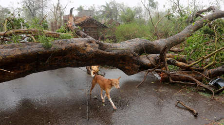 Grúa en caída libre y edificios derruidos: Graban el paso del devastador ciclón Fani por la India (VIDEOS)