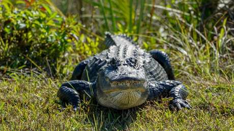VIDEO: Una mujer llega a su casa y descubre a un caimán 'llamando' a su puerta