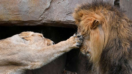 Alemania: Dos leones hieren gravemente a un empleado de un zoológico