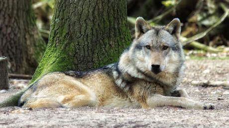 VIDEO: Filman a un perro en la jaula del lobo de un zoo y resulta que es su compañero