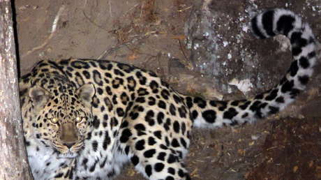 FOTOS: Captan a un leopardo del Lejano Oriente y un tigre de Amur en un parque nacional de Rusia