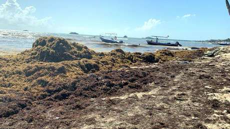 Gobierno de México diseña un plan urgente para atender crisis del sargazo en su costa Caribe