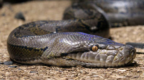 VIDEO: Una serpiente muerde el rostro de un hombre que visitaba a un amigo en EE.UU.